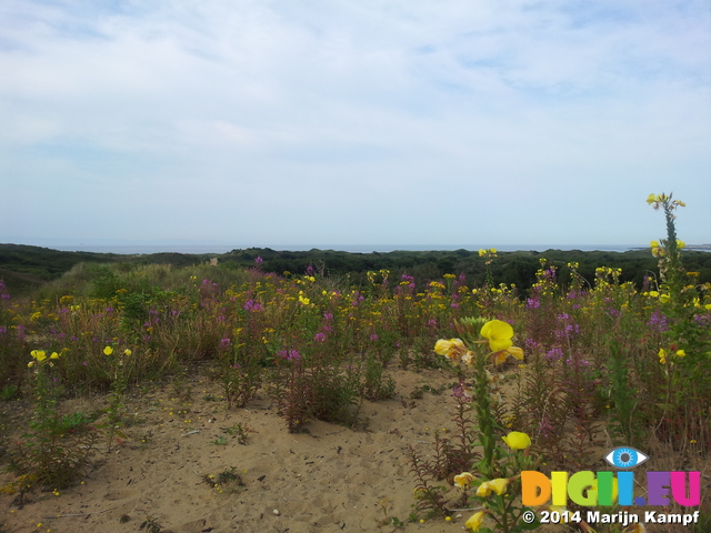 20140726_100027 Flowers in Merthyr Mawr Sand Dunes